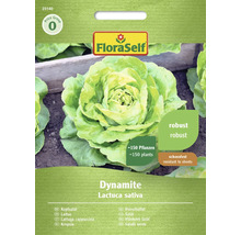 Salát hlávkový Dynamite FloraSelf
