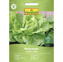 Salát hlávkový Meikoningin FloraSelf