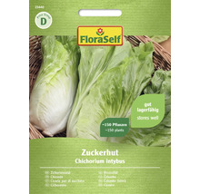 Čekanka salátová Zuckerhut FloraSelf