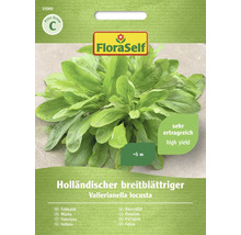 Polníček Holandský širokolistý FloraSelf