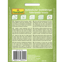 Polníček Holandský širokolistý FloraSelf