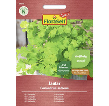 Semena koriandru FloraSelf Jantar