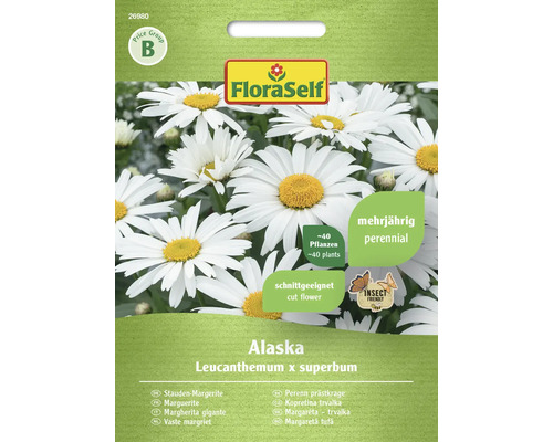 Kopretina Alaska FloraSelf