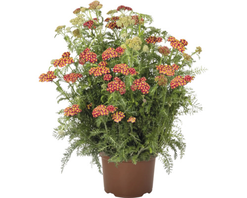 Řebříček v květináči