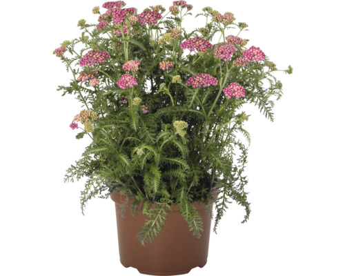 Kvetoucí řebříček v květináči