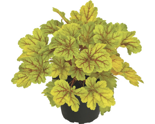 Heuchera rostlina v květináči