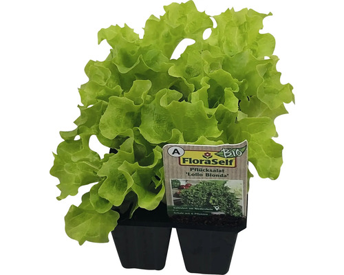 Salát listový BIO Lollo Bionda FloraSelf Floralie Gardening with kids 6 ks v misce Salát k řezu Lollo Blonda v květináči s bio pečetí