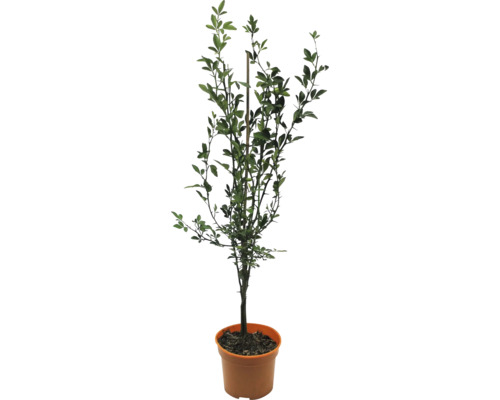 Citronečník trojlistý BIO FloraSelf Bio Poncirus trifoliata květináč 3 l keř Citroník v květináči