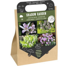 Sada cibulovin do stinné zahrady, 6 kusů