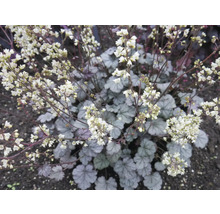 Dlužicha FloraSelf Heuchera 'Flores Snow' květináč 0,5 l