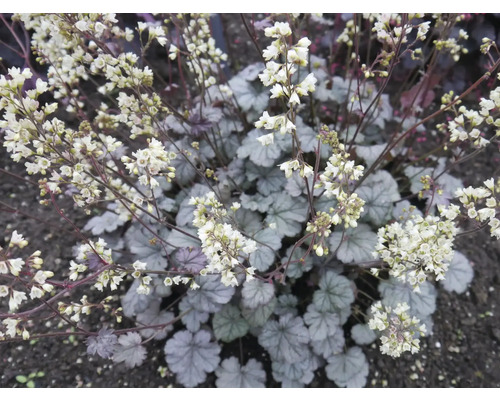 Dlužicha FloraSelf Heuchera 'Flores Snow' květináč 0,5 l