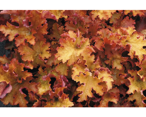 Dlužicha FloraSelf Heuchera 'Zipper' květináč 0,5 l
