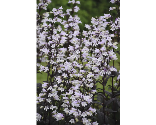 Dračík vousatý FloraSelf Penstemon digitalis 'Onyx and Pearls' květináč 0,5 l