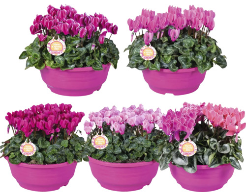 Brambořík perský FloraSelf Cyclamen Patio miska Ø 23 cm, různé barvy