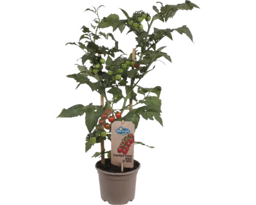 Rajče Pick&Joy 'Candytree' květináč Ø 14 cm