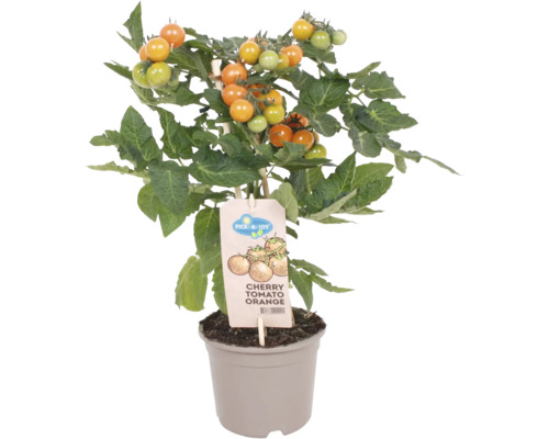 Rajče třešňové oranžové Pick&Joy květináč Ø 14 cm
