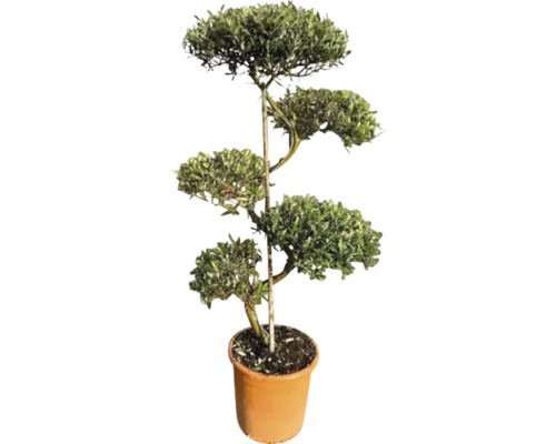 Olivovník FloraSelf Olea europaea výška cca 115 cm květináč Ø 30 cm - jubilejní edice 35 let FloraSelf