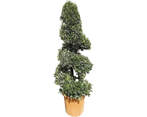 Olivovník spirála FloraSelf Olea europaea výška cca 115 cm květináč Ø 30 cm - jubilejní edice 35 let FloraSelf