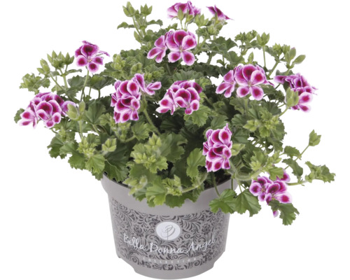 Pelargonie, anglický muškát drobnokvětý FloraSelf Pelargonium grandiflorum květináč Ø 12 cm 1 ks, různé barvy Pelargonie, anglický muškát drobnokvětý FloraSelf Pelargonium grandiflorum květináč Ø 12 cm 1 ks, různé barvy