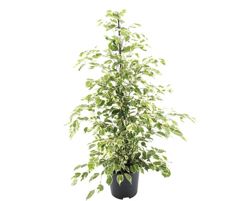 Fíkus benjamin FloraSelf Ficus benjamina 'Twilight' výška cca 110 cm květináč Ø 21 cm