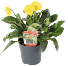 Garvinea Cheeky zahradní gerbera v květináči se žlutými květy.