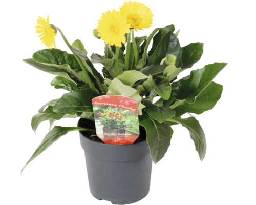 Garvinea Cheeky zahradní gerbera v květináči se žlutými květy.