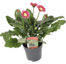 Gerbera rostlina v květináči