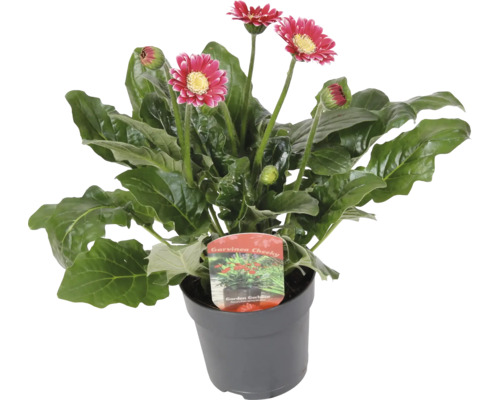 Gerbera rostlina v květináči