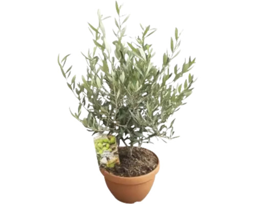 Olivovník evropský FloraSelf Olea europaea výška cca 40 cm květináč Ø 25 cm