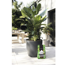 Venkovní scéna s velkolistou rostlinou v kulatém květináči a balením zeminy