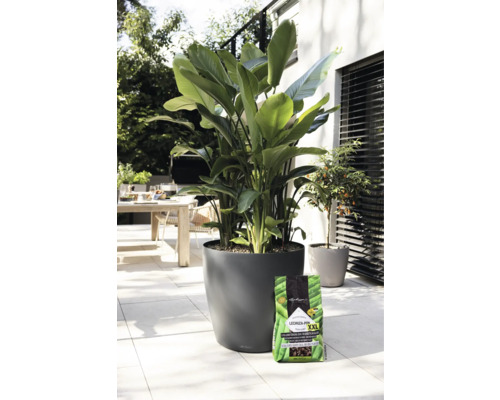 Venkovní scéna s velkolistou rostlinou v kulatém květináči a balením zeminy