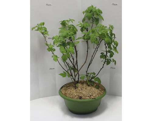 Maliník v květináči se zelenými listy a výhony