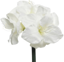 Amarylis umělá květina s několika květy