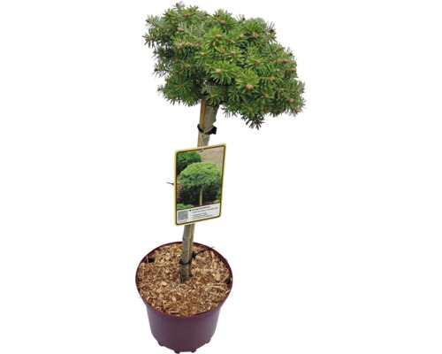 Smrk Conica v květináči