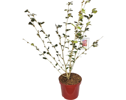 Okrasný keř v květináči