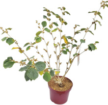 Vilín prostřední oranžový Hamamelis intermedia 'Jelena' výška 60-80 cm květináč 7,5 l rostlina kvetoucí v zimě