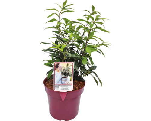 Vavřín v květináči s etiketou