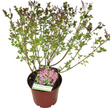 Šeřík Tinkerbelle v květináči