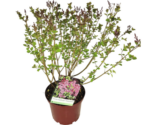 Šeřík Tinkerbelle v květináči