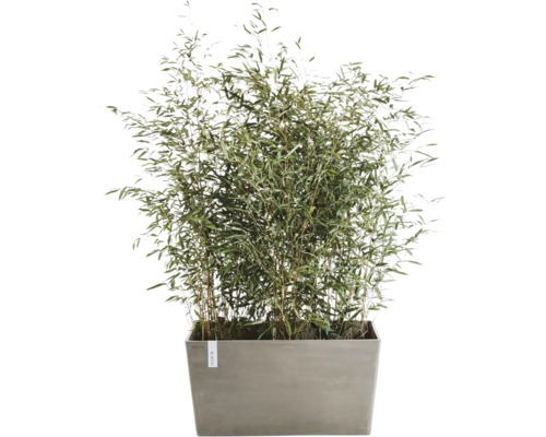 Bambus v květináči