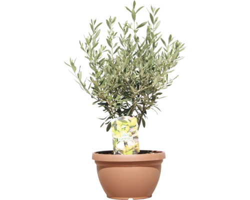 Olivovník v květináči pro vnitřní i venkovní použití