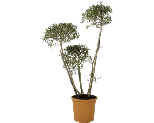 Olivovník v květináči pro vnitřní i venkovní použití