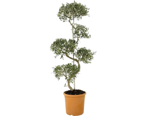 Olivovník v květináči se střiženým tvarem