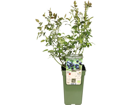 Rostlina borůvky v květináči