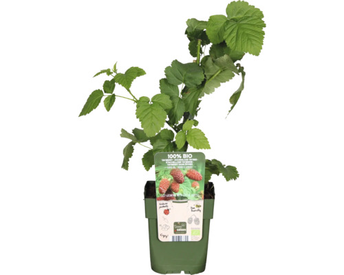 Ostružiník BIO Taybeere FloraSelf Bio Rubus loganobaccus 'Tayberry'® květináč 13 cm