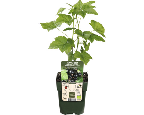 Černý rybíz v květináči