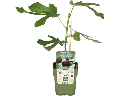 Fíkovník v květináči