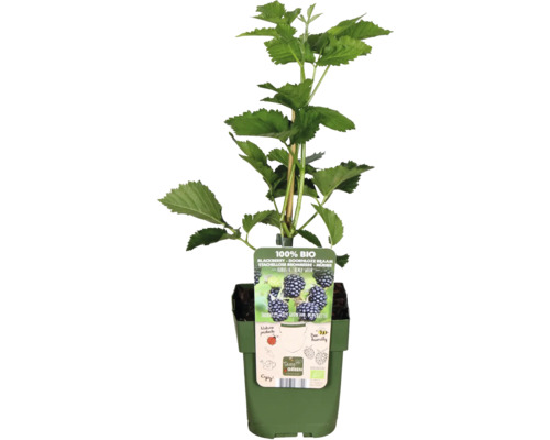 Beztrnná bio ostružinová rostlina v květináči