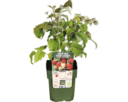 Rostlina maliny v květináči