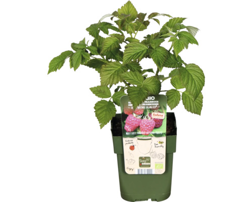 Rostlina maliny v květináči